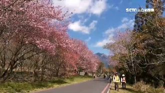 武陵櫻花祭交管嚴　228訂房早秒殺