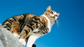 名家專用／毛起來MaoUP／貓咪長粉刺（勿用）