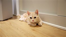 貓的生活提案,貓咖啡廳,小貓,貓咪。（圖／記者簡佑庭攝）