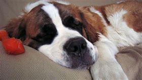 名家專用／毛起來MaoUP／可怕狗狗胃扭轉（勿用）