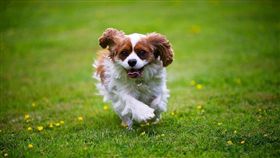 名家專用／毛起來MaoUP／狗狗關節保健（勿用）