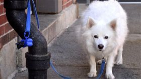 陝西西安,狗,腦震盪