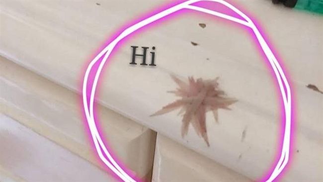 女友房間「多腳肉蟲」到底是什麼！