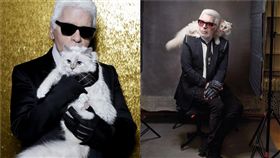 拉格斐 貓 (圖/IG)