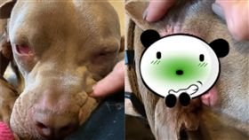 （圖／翻攝自YouTube）美國,畸形,狗,第二張嘴,牙齒