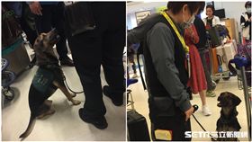 非洲豬瘟,檢疫犬,麥當勞/米克斯傳奇