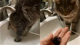 Oops！國外有名飼主在洗戒指時，一個手滑不小心讓戒指掉入水槽，正當她不知該如何是好時，你肯定想不到這隻喵星人做了什麼！飼主的愛貓Thrasher突然跑到水槽邊，像是來報恩一般，花沒幾秒鐘就順利救回戒指，根本就是「貓屆水電工」，好給力！（圖／翻攝自@ginaawilsonn推特）