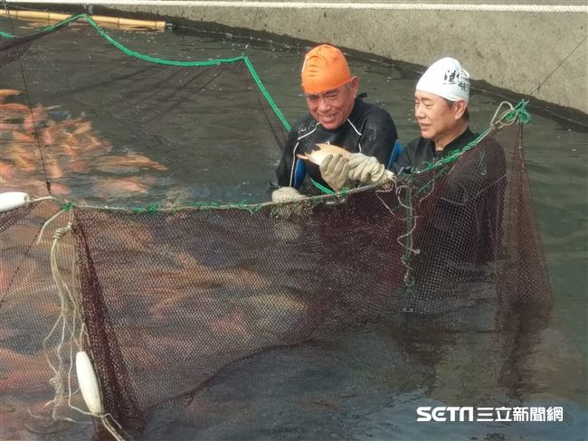 杯底不可飼金魚？專家破解養殖秘密