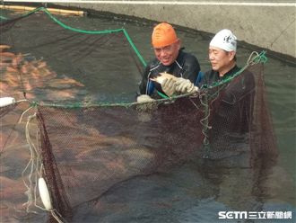 杯底不可飼金魚？專家破解養殖秘密