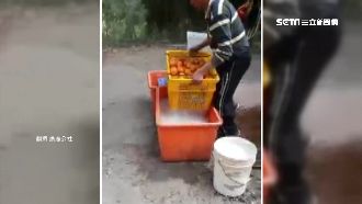 網瘋傳椪柑泡白藥水？農民闢謠揭原因
