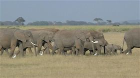 （圖／Pixabay）大象,象群,野生動物
