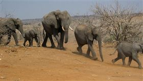 （圖／Pixabay）大象,象群,野生動物