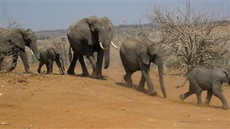 24小時奪5命！象群發狂「蹂躪踩死村民」