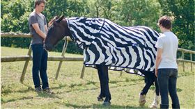 斑馬,紋路,保護色（圖／翻攝自UCDavis YouTube）