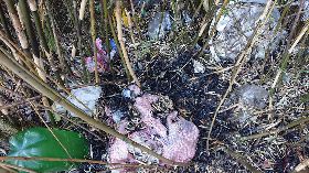 雪霸山林火警　清出260餘袋垃圾（1