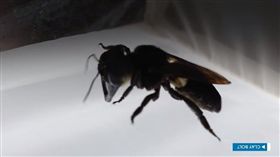  世界上最大的蜜蜂現形，華萊士巨蜂（Wallace's giant bee）。（圖／翻攝自YouTube）