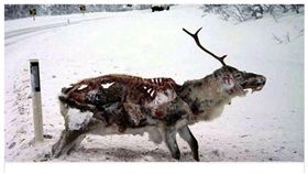 （圖／翻攝自推特）喪屍鹿,Zombie deer,美國,加拿大