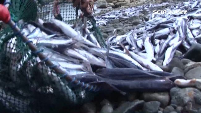 飛魚季開跑！蘭嶼達悟族招魚祭祈豐收