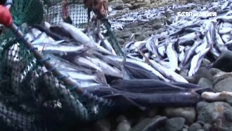 飛魚季開跑！蘭嶼達悟族招魚祭祈豐收