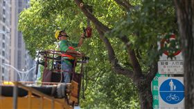 因應颱風　北市進行路樹維護作業（2）今年第8號颱風瑪莉亞朝台灣逼近，台北市政府工務局公園處9日進行樹木修剪作業，工程人員以枝條較為叢生或雜亂樹種優先施作，維護路樹健全及行人安全。中央社記者裴禛攝　107年7月9日