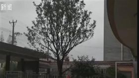 偷吃後覺得「太甜美」…壯男力拔2公尺金桔樹偷回家（圖／翻攝自江蘇新聞）