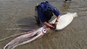 （圖／翻攝自島根縣立Aquas水族館臉書）日本,島根縣,大王烏賊,地震