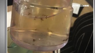 知名牛肉麵店遭投訴　醋罐漂多隻果蠅