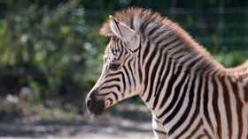 斑馬,叮咬,蒼蠅,馬蠅,保護色,毛色,條紋,研究,動物,　圖／翻攝自Pixabay