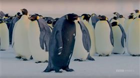 BBC,紀錄片,皇帝企鵝,黑化症,Melanism,基因,突變,品種,掠食者　圖／翻攝自YouTube