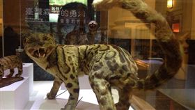 台灣雲豹,圖／翻攝自國立臺灣博物館臉書