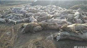 豬瘟,非洲豬瘟,撲殺　圖／翻攝自微博