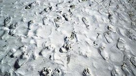 白沙屯媽祖過濁水溪，轎身強烈搖晃往河裡衝。（圖／翻攝自白沙屯媽祖婆網站）