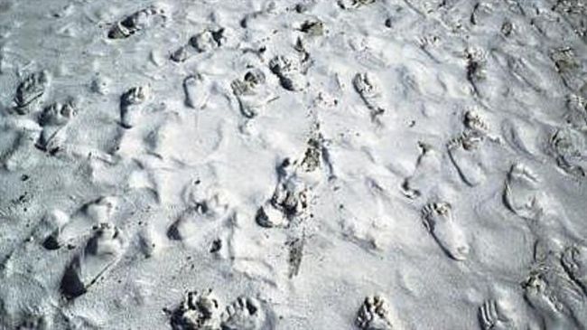 白沙屯媽突衝濁水溪　神蹟再現超震撼