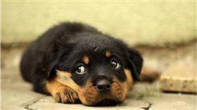 狗,毛孩,汪星人　圖／ｐｉｘａｂａｙ