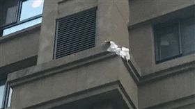 中國大陸,女童從18樓高墜落奇蹟生還（圖／翻攝自微博）
