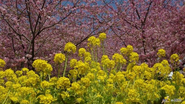 2019日本花季：紫藤花、油菜花！