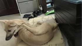 米克斯RUBY。（圖／翻攝自臉書「有點毛毛的」社團）