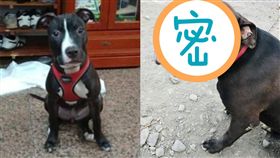 比特犬,蜜蜂,剋星,豬頭　圖／翻攝自爆怨公社