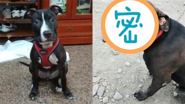 比特犬遇到「剋星」！臉被搞得像豬頭