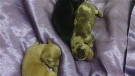 養狗運勢會變差？一名女網友表示，她的公婆聽信廟裡師父的話，「養狗運勢會變差」，決定要將家中的4隻臘腸狗狗送走，更誇張的是，她的公婆嫌狗狗吵，把牠們的聲帶割掉，讓她看不下去，心疼地說：「他們不可愛嗎？」（圖／翻攝自爆怨公社）