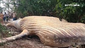 巨鯨闖雨林1200