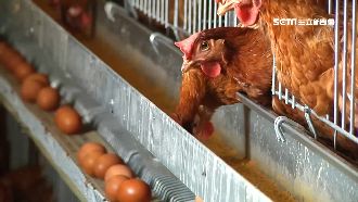 養雞界「豪宅」！斥資千萬創造高品質