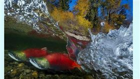 亞洲第一人！台攝影師「鮭魚洄游」照　獲國際水攝賽第一名。（圖／翻攝自worldshootout官網）