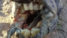 田中驚見詭異生物！「人齒魚」長相嚇人　她傻眼PO網求解（圖／翻攝自MARIA JULIA CANDOTTI 臉書）