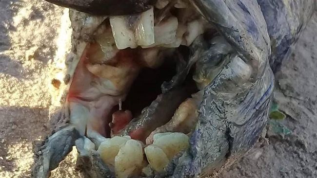 田中驚現詭異生物　張口竟長恐怖人齒