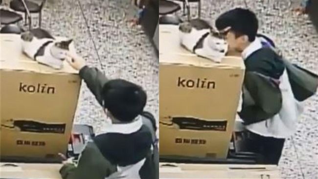 壓力大染上貓癮？埋頭狂吸笑翻網友