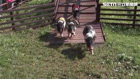 楊梅牧場正值櫻花季 