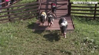 連假出遊首選！埔心牧場賞櫻、賽金豬