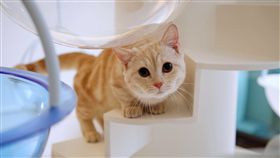 貓的生活提案,貓咖啡廳,小貓,貓咪。（圖／記者簡佑庭攝）