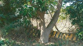 彰化,詐騙集團,幼女,吊死,電線,兒少法（圖／翻攝畫面）